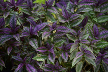 Wall Mural - Purple and green leaf, Strobilantes dyerianus, beautiful leaf ornamental plant