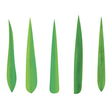 Hand Painted Green Leaft Bamboo Branches Can Be Used As A Variety Of Design Elements.Great For Gift-wrap, Poster Card And With Have High Quality Clipping Mask.
