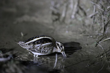 Wall Mural - Jack snipe (Lymnocryptes minimus) at night time in Japan