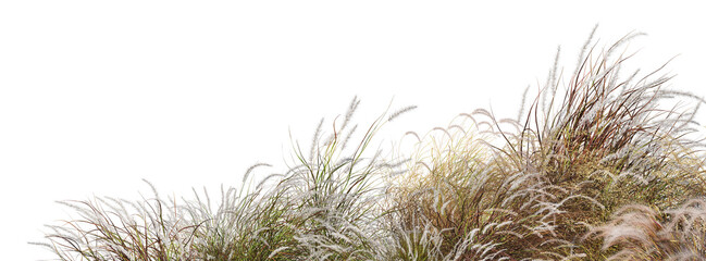 A small garden foreground with many plants and grasses on a transparent background.