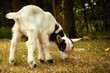 Kleine Ziege -  Ziegenkind - Zicklein - Ziegenbaby - Ziegenlamm - Lamm - Kitz - Capra Aegagrus Hircus - Goat - Cute - Funny - Portrait - Meadow - High quality photo