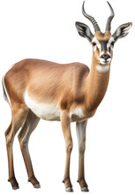 Antelope Isolated On A Transparent Or White Background As PNG, Generative AI Animal