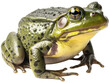 American bullfrog isolated on a white background as transparent PNG, generative AI animal