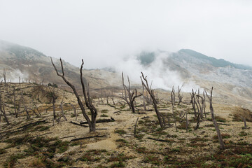 Wall Mural - Dead burnt forest landscape