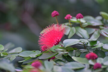 Wall Mural - Calliandra emarginata, Pink Powder Puff is a low growing shrub with an open habit and red flower 