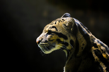 Wall Mural - Beautiful clouded leopard in free nature. 