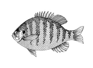 Wall Mural - Bluegill sunfish. Fresh water fish 