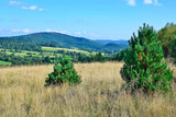 Fototapeta  - Beautiful summer landscape in the mountains with green meadows and forested hills. Low Beskids (Beskid Niski), Poland