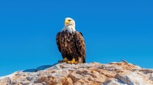  A Bald Eagle Sitting On Top Of A Rocky Hill With A Blue Sky In The Background Of The Photo, Looking Down At The Ground.  Generative Ai