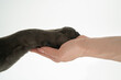 dog hand and paw