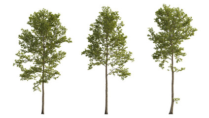 Wall Mural - Set of large trees sycamore platanus trees isolated png in overcast light on a transparent background perfectly cutout 