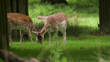 Close Up Of Two Fallow Deers Grazing In Woodland With Sunlight Coming Through The Trees To Light Them