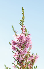 Wall Mural - Blooming Heath