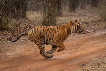 Poster - Bengal tiger racing across track in woods