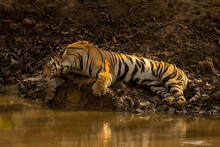 Bengal Tiger Lies Sleeping Beside Muddy Waterhole