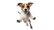 A happy jumping dog in the air on a transparent background, Generative AI