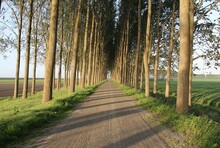 A Country Road With Rows Of Long Trees In The Dutch Countryside In Springtime