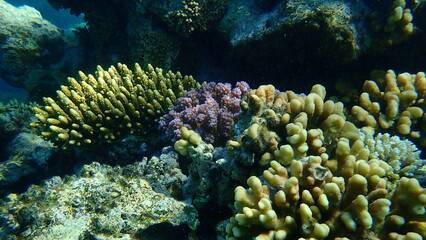  Cauliflower coral, knob-horned coral (Pocillopora verrucosa) and hood coral (Stylophora wellsi) undersea, Red Sea, Egypt, Sharm El Sheikh, Nabq Bay