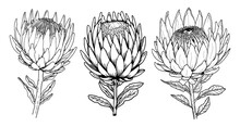 Protea Flower With Leaves Line Art. Black Outline Vector Botanical Set. Modern Tropical Floral Illustration.
