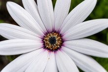 Top View Of An Isolated Beautiful White Osteospermum Or African Daisy On Dark Background