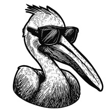 Pelican Wearing Sunglasses Vector Sketch