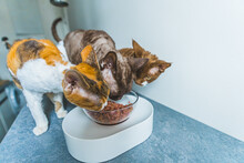 Three Devon Rex Cats Eating Their Meal At Home, Taking Care And Feeding Of Pets. High Quality Photo