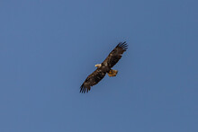 Young Bald Eagle Soars Over The Marsh