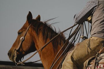 Canvas Print - Cowboy riding bay horse on ranch for western lifestyle image closeup.