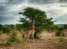 Maasai Giraffe, And Acacia Tree Serengeti National Park