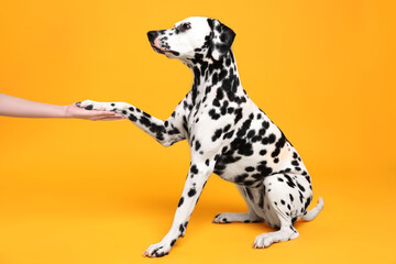 Wall Mural - Adorable Dalmatian dog giving paw to woman on yellow background. Lovely pet