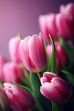 Fototapeta Tulipany - The illustration of pink tulip