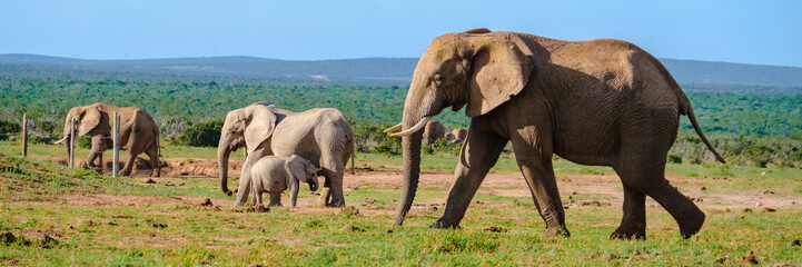 Wall Mural - Addo Elephant Park South Africa, Family of Elephants in Addo elephant park, a large group of African Elephants during game drive in South Africa