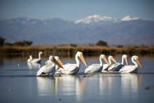 Wild African Birds. A Group Of Several Large Pink Pelicans Stand In The Lagoon On A Sunny Day.
