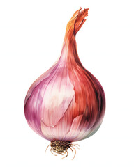 Wall Mural - Watercolor Onion isolated on white background