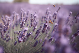 Fototapeta Lawenda - lavender flowers with a bee flying over them in the fore - image courtesy by flickonly com via wikim. Generative Ai