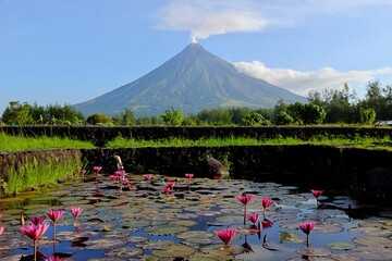 Beautiful scenic landscape of Mayon volcano with rice field and water lily flowers in Cagsawa, Albay Province, Philippines with white smoke.