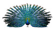 indian peafowl isolated