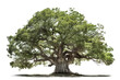 Image of big tree on a white background. illustration, generative AI.