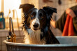 bathing the border collie dog in the bathtub, generative ai
