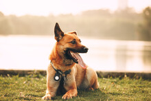 Brown Dog In Harness Lying Near Lake Portrait