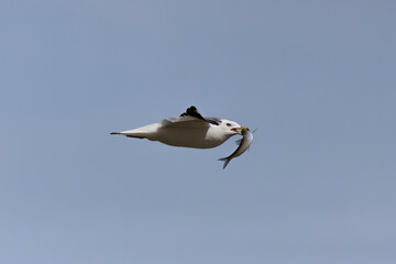 Canvas Print - The Herring gull (Larus argentatus)   in flight with fish