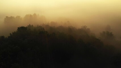 Wall Mural - Aerial view of spring green forest early in the morning. Flying over forest during sunrise