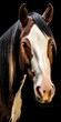 Portrait of a Pinto breed horse - AI Generative