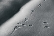 Spuren von Waldtieren im Schnee