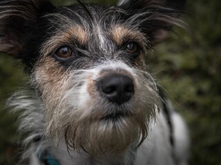 Closeup of a rescued Jack Russell Terrier dog