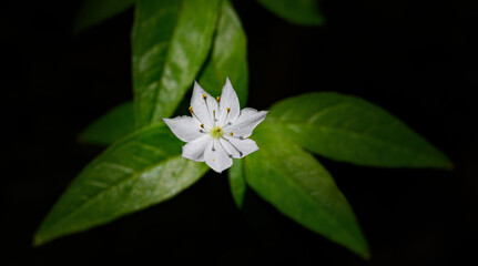 Wall Mural - Spring in the woods at Cole Park in Upstate NY brings the Starflower to bloom.  Trientalis borealis grows in the wet areas of this park in Late May.  Wildflower with White blossoming flower.