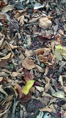 Wall Mural - Vertical view of autumn leaves on the floor. Picking beautiful autumn leaves from the ground.