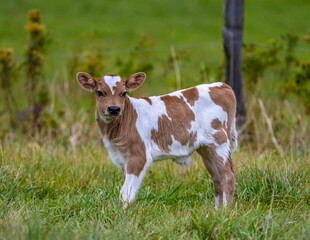 Closeup shot of a cute calf in the field