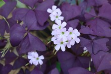 Closeup Of Purple Shamrock Flowers.
