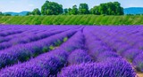 Fototapeta Lawenda - Beautiful lavender field, generative ai